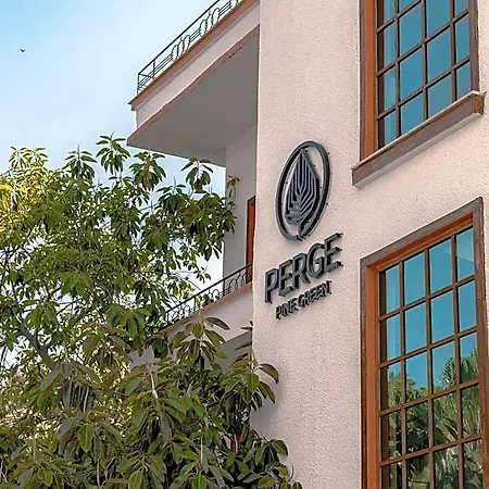 Perge Pine (adults Only)