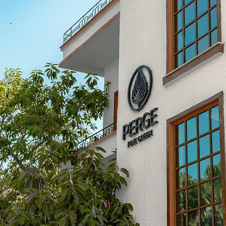 Perge Pine (adults Only)